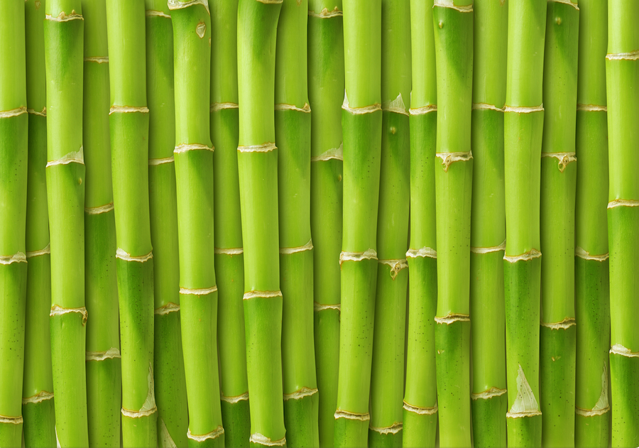 tropical background of bamboo